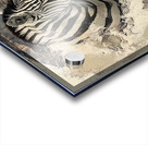 DM-Zebra001 Acrylic print