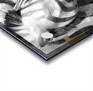 DM-Zebra003 Acrylic print