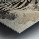 DM-Zebra001 Metal print